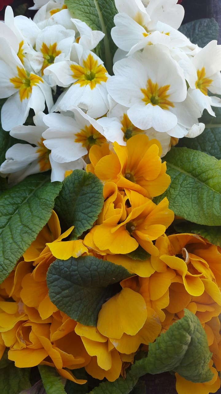 Flowers are always beautiful ☺