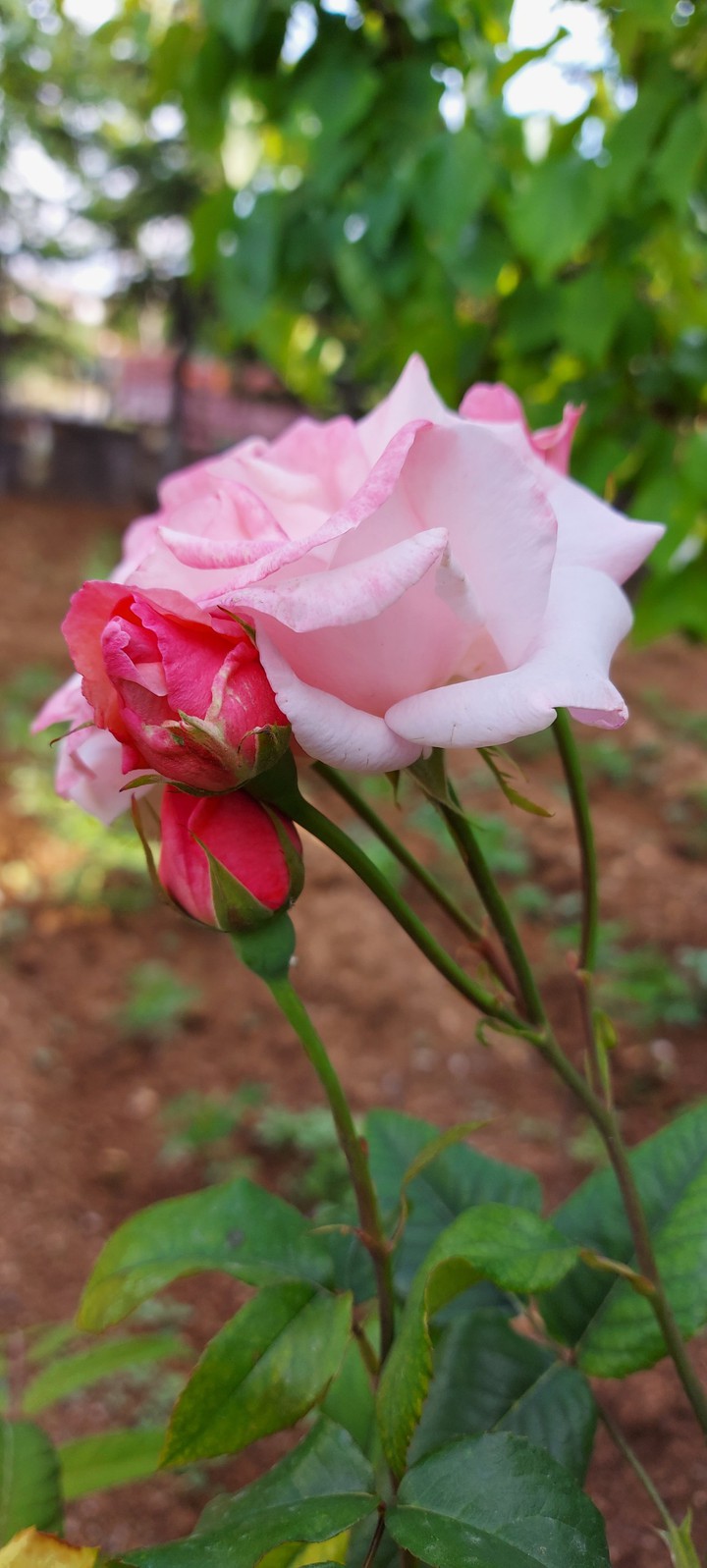 rose