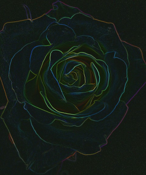 Rainbow Rose