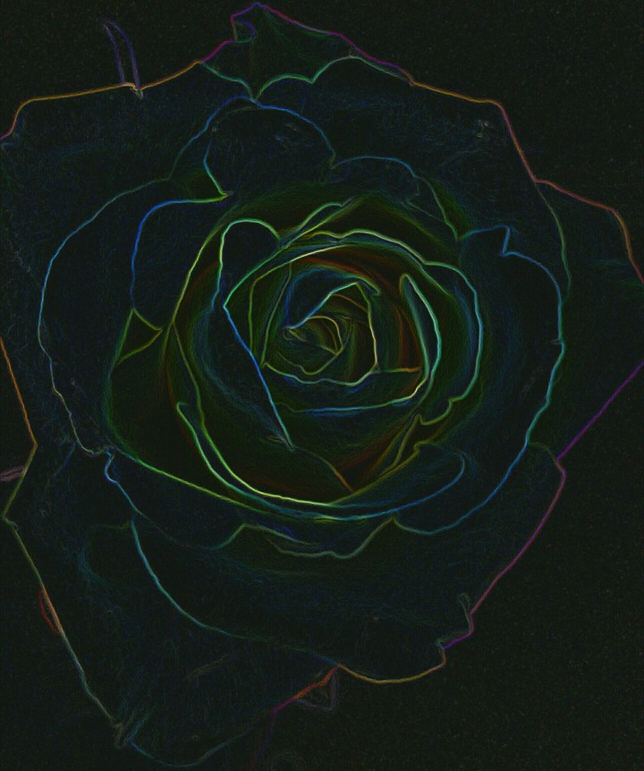 Rainbow Rose