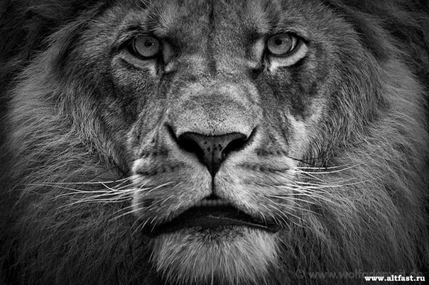king