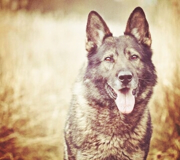 German shepherd dog