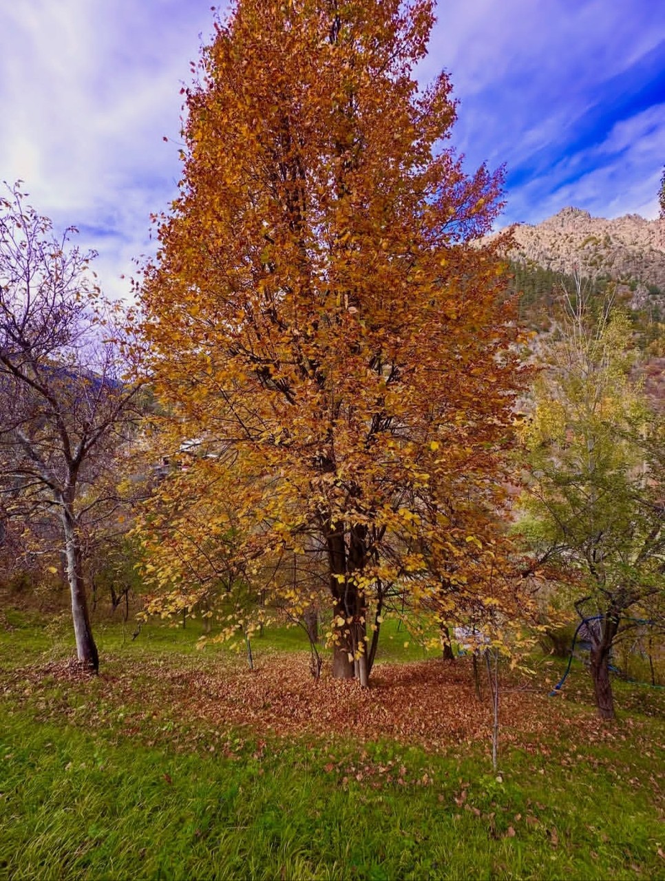 hill, trunk Hintergrundbilder