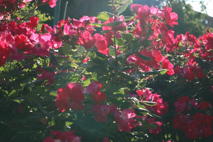 Bush of Flowers
