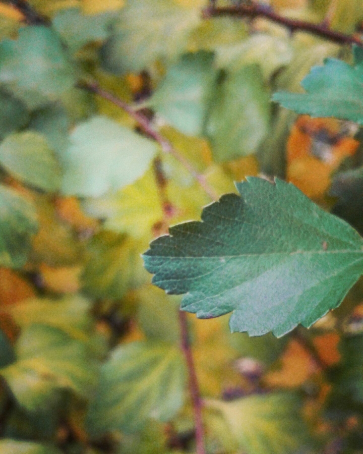 Autumn