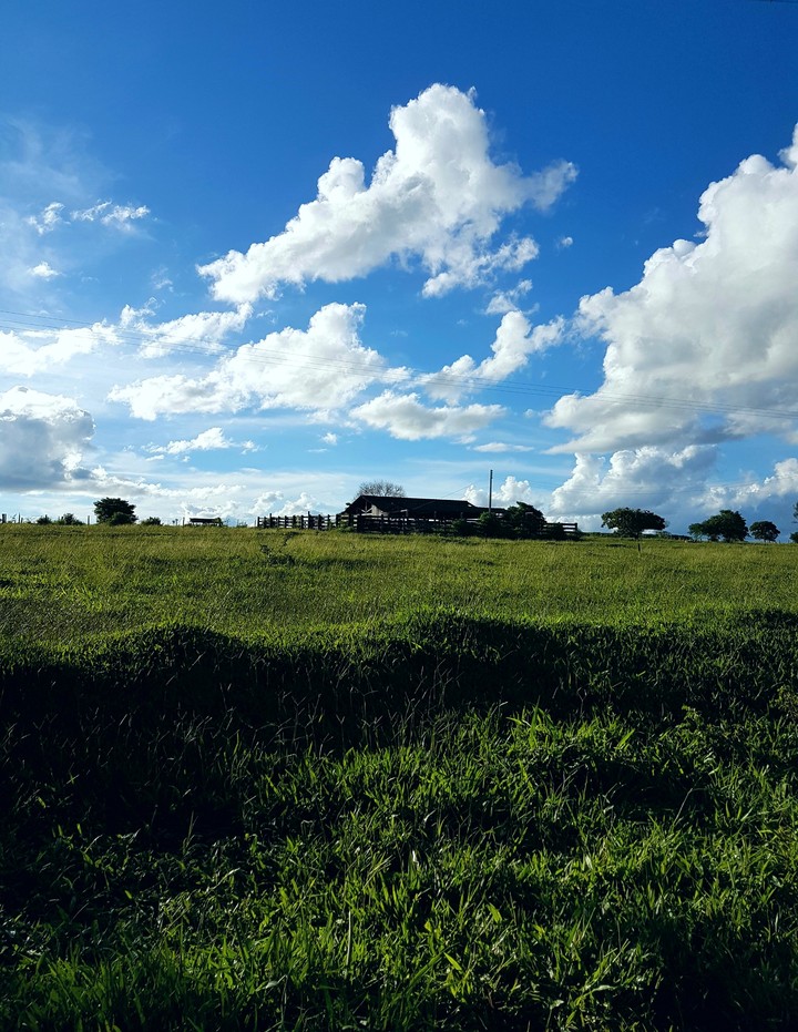 Summer field in Brasil.