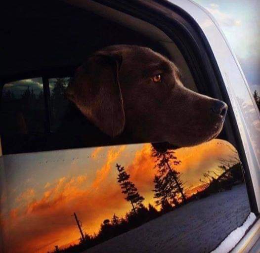 vida
