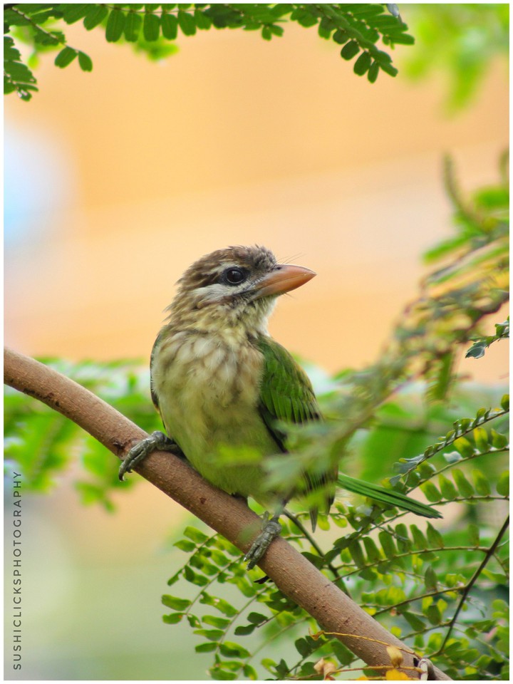 White cheeked Barbet