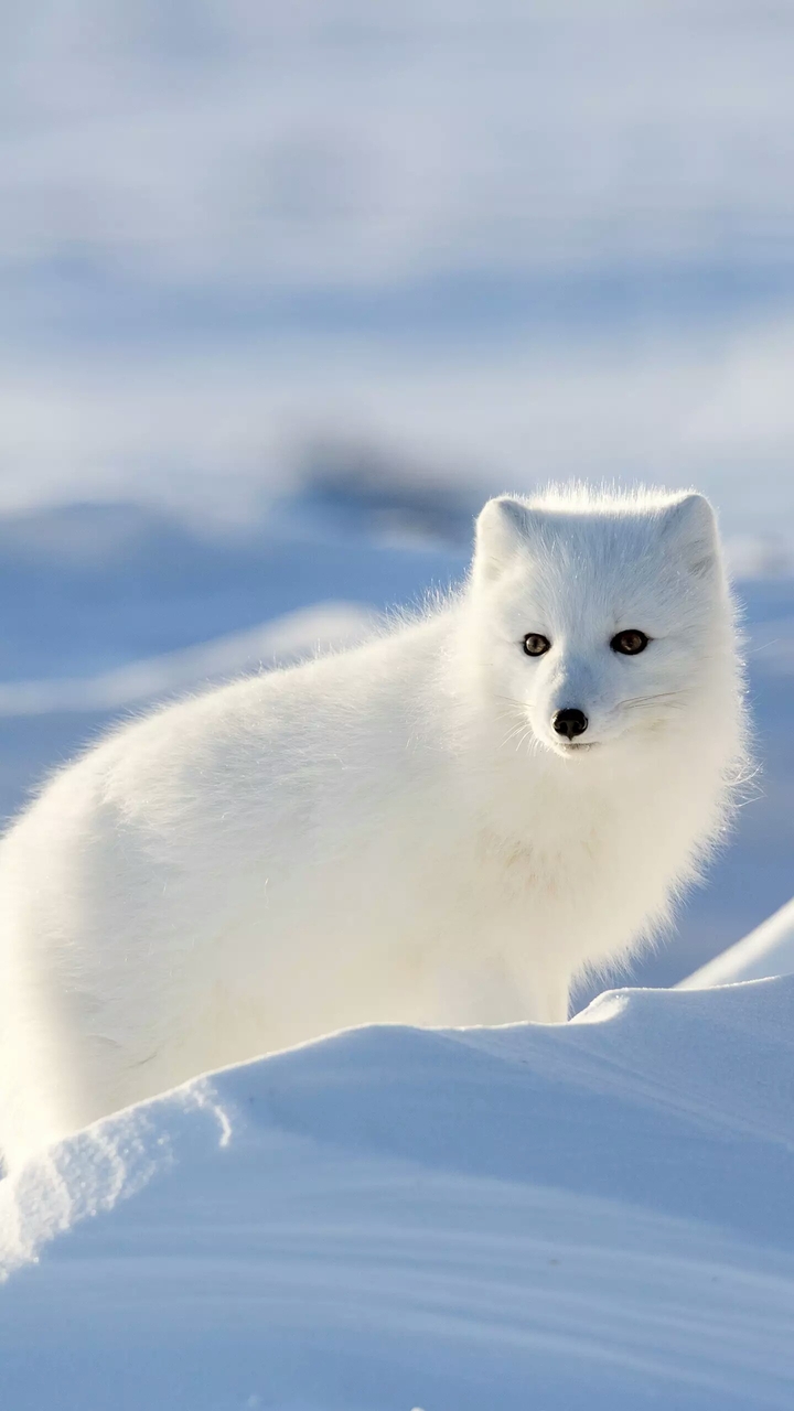 fox
