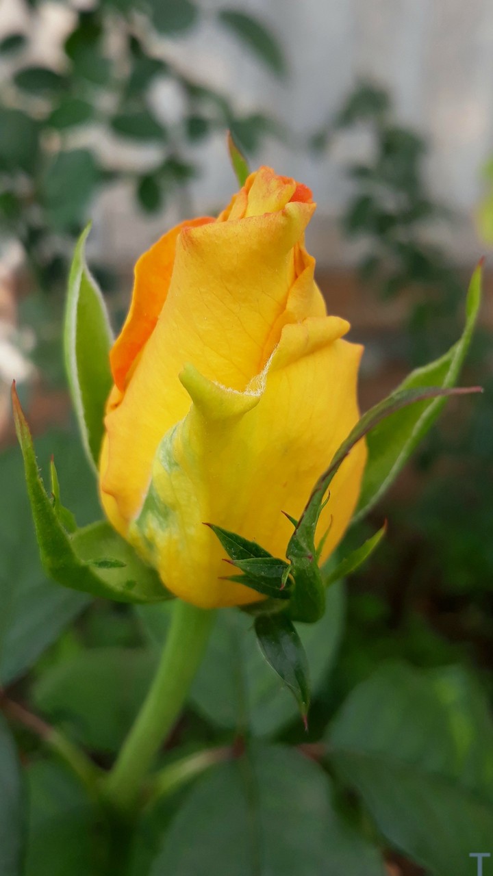 #роза#жёлтая#оранжевая#зелёный