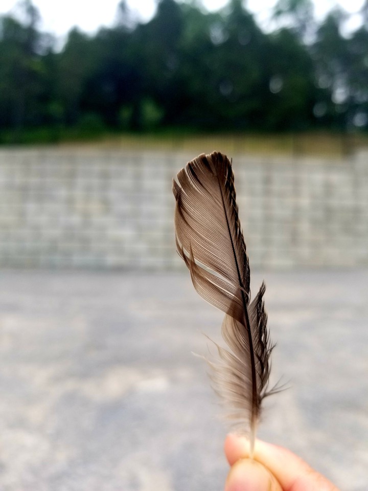 feather