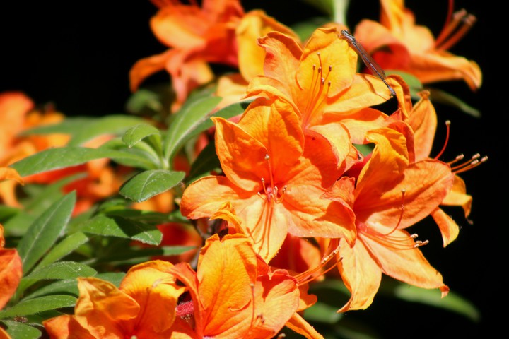 Sunshine flower