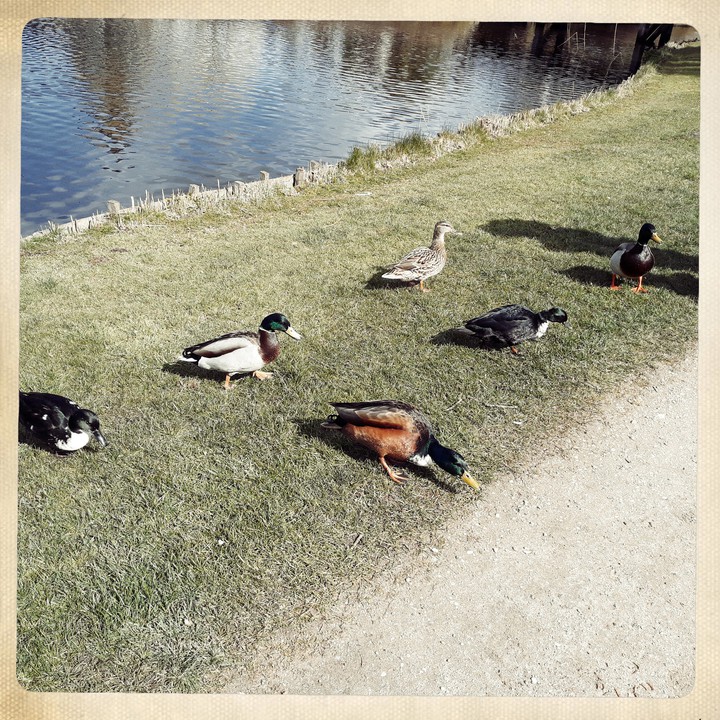 Ente