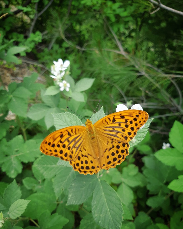 butterfly