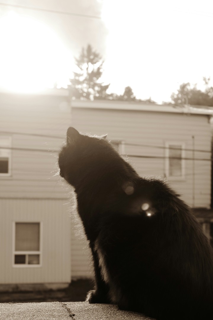 Tao and the sunset