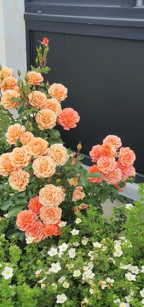 papéis de parede Roses, Orange