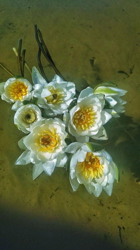 lily