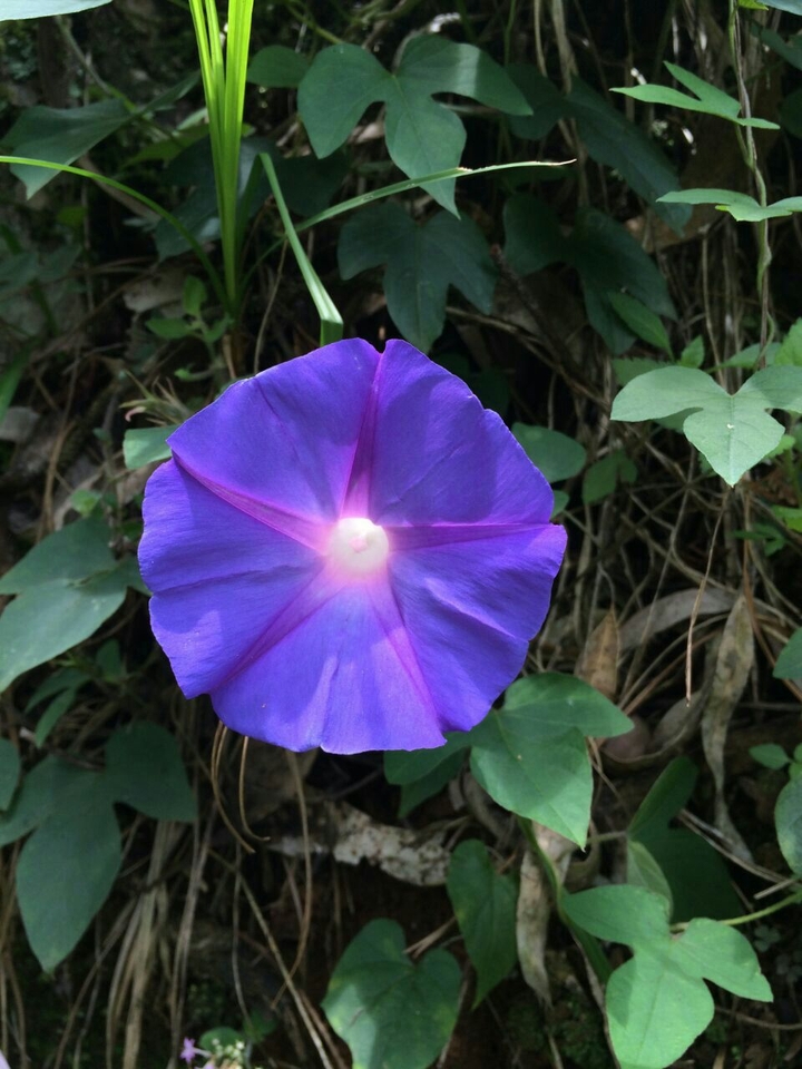 morning flower