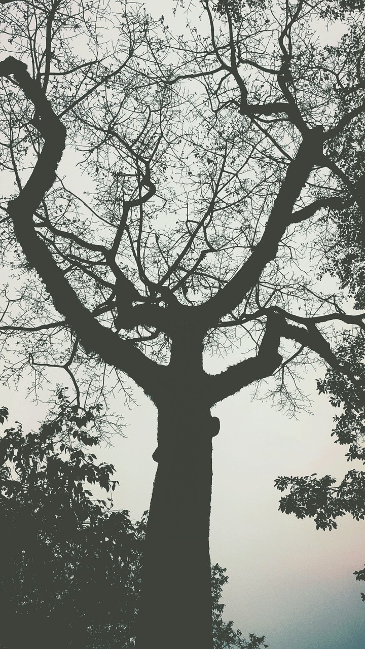 tree