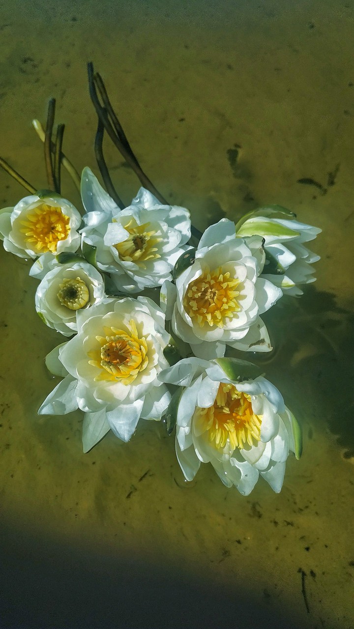 lily