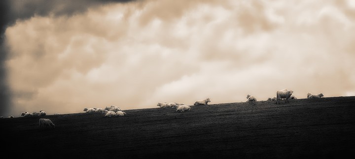 Holy cows