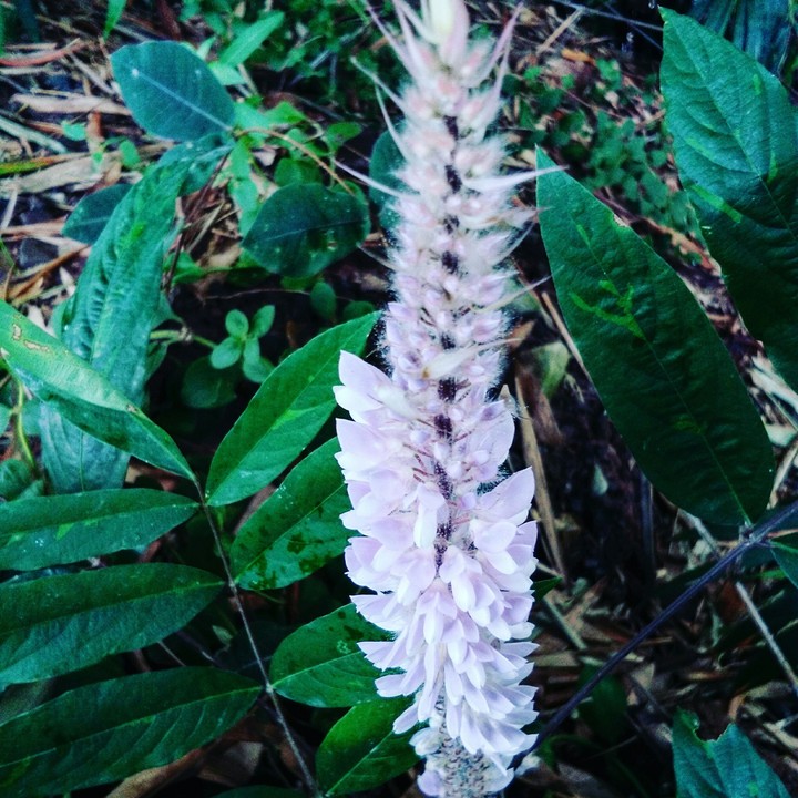 Pink flower