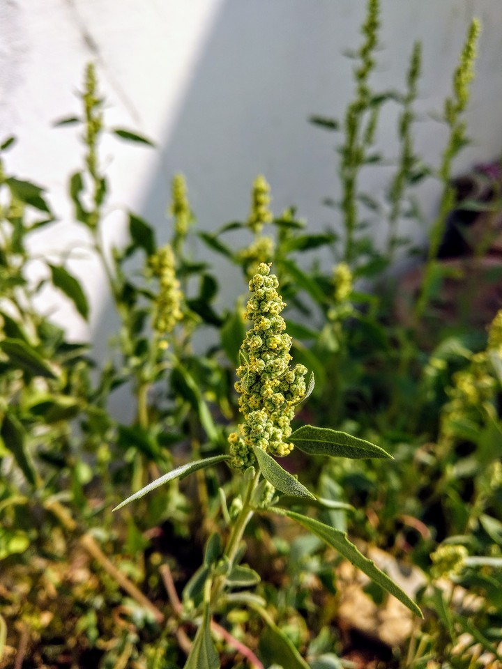 grass