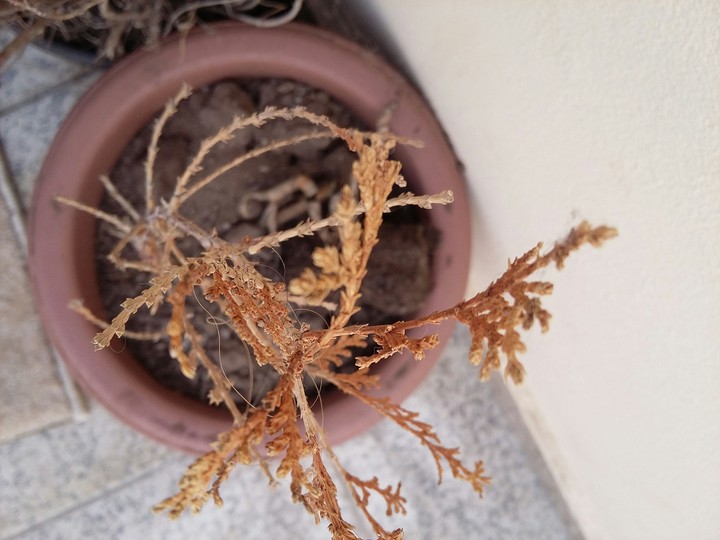 wonderful plant