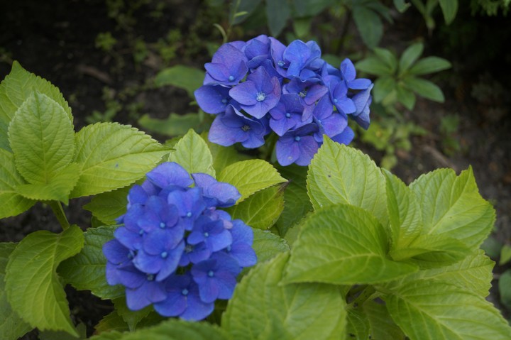 Hortensie