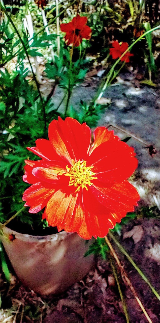 flor simples de jardim