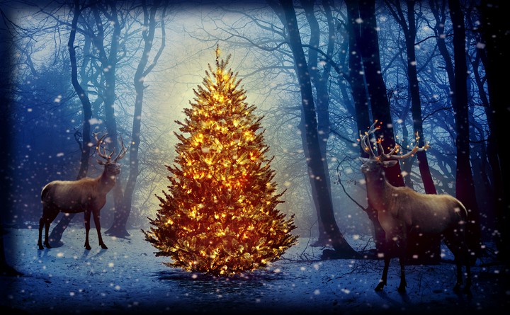 tree