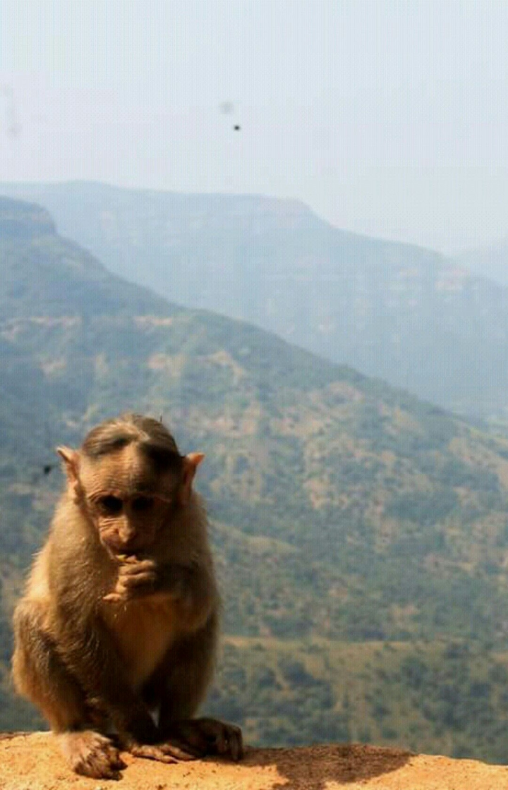 Monkey
