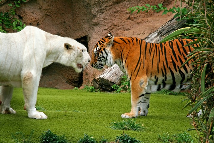 Tiger