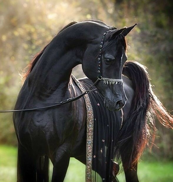 All The Pretty Horses
