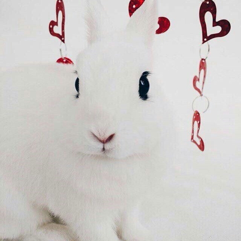 Bunny