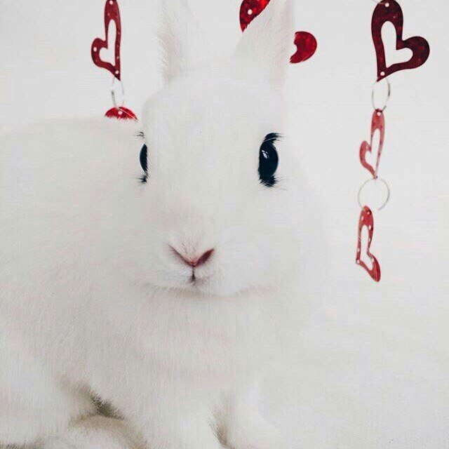 Bunny