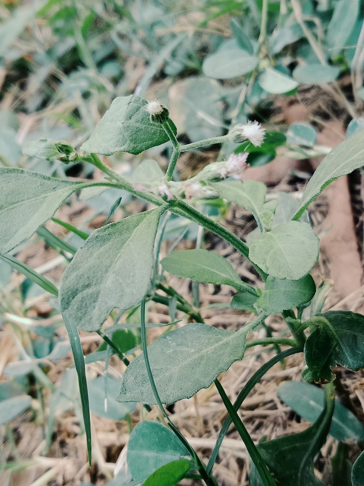 Leaves and flowers