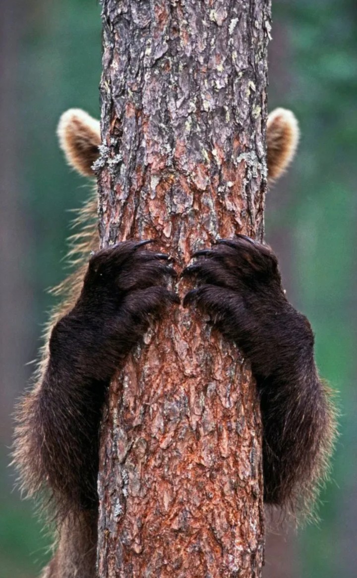 BEAR