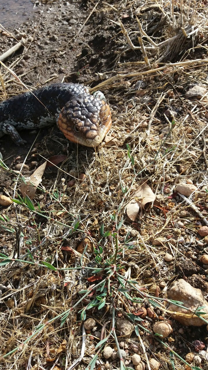 bobtail
