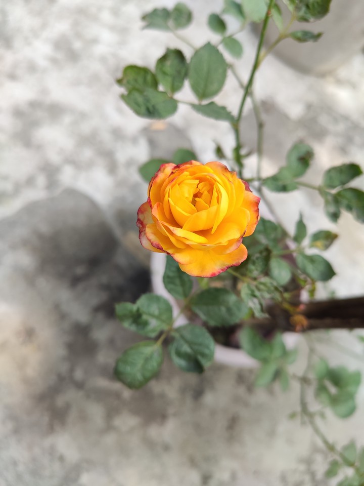 yellow rose ?? ?