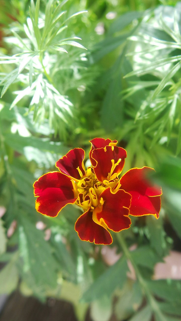 Flowers