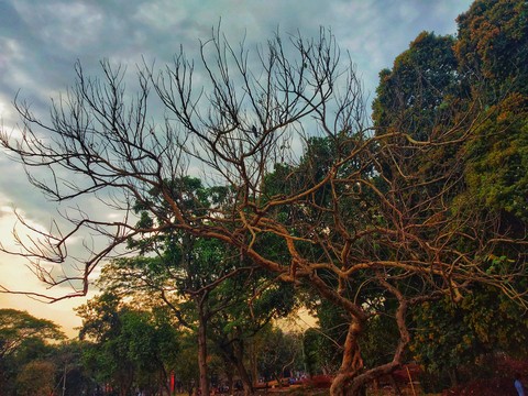 tree, branch वॉलपेपर