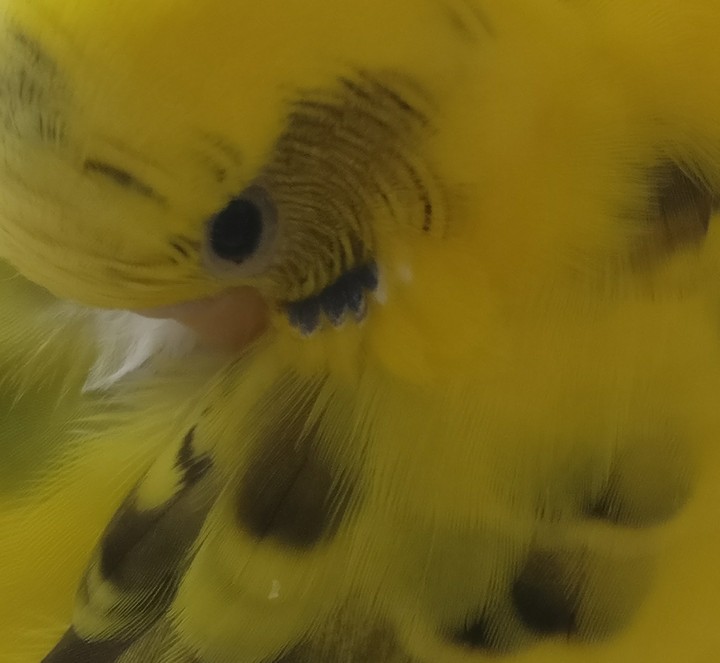 feather