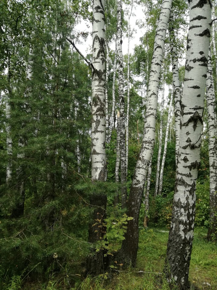 birches