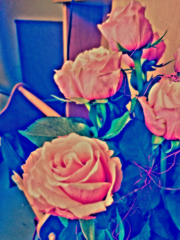 roses