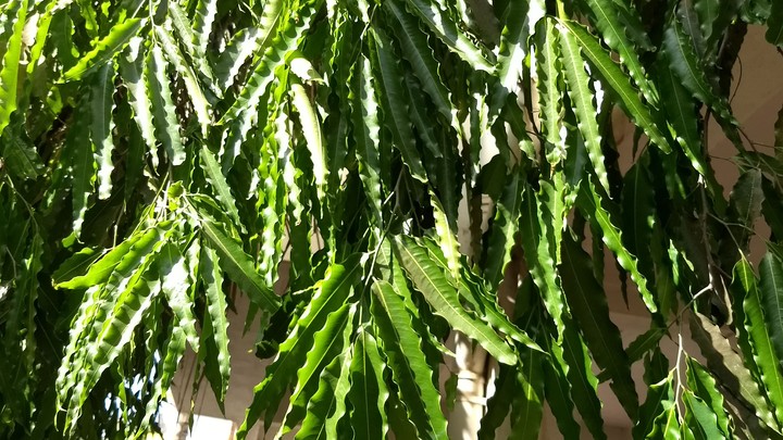 Green tree