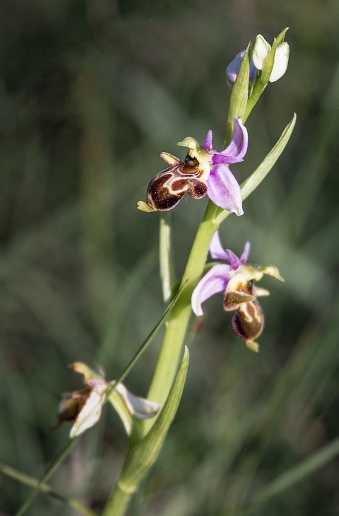 רקעים flower, pedicel