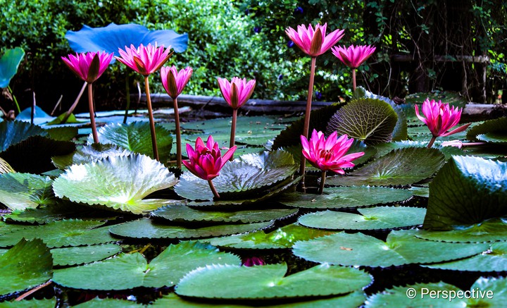Lotus garden