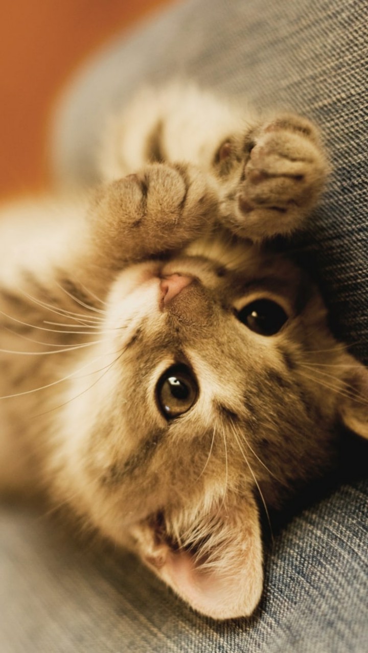 котик