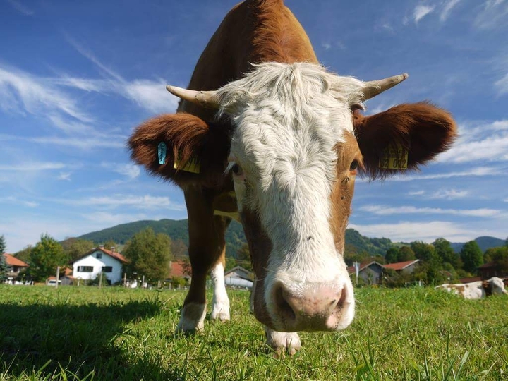 cow